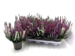 Calluna "Beauty Lady" Trio