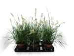 Pennisetum alopec. "Little Bunny"
