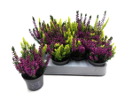 Mini Calluna Twin
