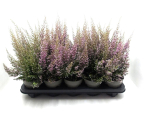 Erica sparsa rosa