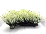 Calluna   vulg. weiß