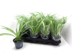 Chlorophytum com.
