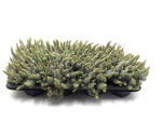Orostachys