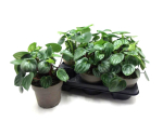 Peperomia Mix