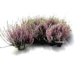 Calluna   vulg. rosa