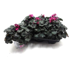 Saxifraga cortusifolia pink