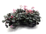 Saxifraga cortusifolia rosa