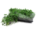 Trifolium repens grün