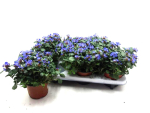 Ceratostigma plum.