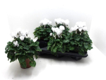 Cyclamen midi weiß
