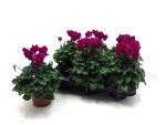 Cyclamen midi lila