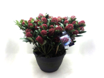 Skimmia jap. Schale 'Rubella'