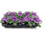 Brassica lila