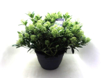 Skimmia jap. Schale 'Finchy'