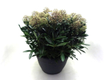Skimmia jap. Schale 'Cuba'