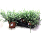 Westringia fruticosa