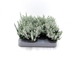 Mini Calluna weiß