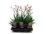 Anigozanthos rosa