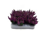 Mini Calluna lila