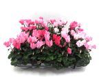 Cyclamen midi 'Crayon' rosa