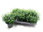 Chrysanthemum "Garden Mums" gelb
