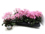 Saxifraga cortusifolia rosa