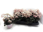 Saxifraga cortusifolia rosé