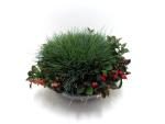 Blechschale mit Festuca + Gaultheria