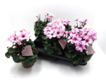 Cyclamen midi "Illusia"