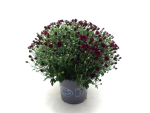 Chrysanthemum ind. Kübel rot