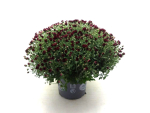 Chrysanthemum ind. Kübel rot