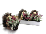 Calluna in Igel