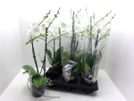 Phalaenopsis 2 Rispen weiß
