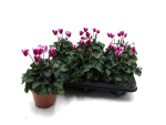 Cyclamen midi 'Fantasia' lila/weiß