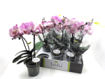 Phalaenopsis "Tablo" 2 Rispen "Rosato"