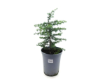 Cedrus "Atlantica"