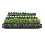 Sempervivum Ballenware Mix