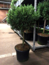 Picea glauca Stamm