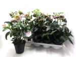 Helleborus "Ice Breaker Ruby"