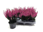 Calluna vulg. pink