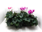 Cyclamen pers. Mix