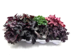 Heuchera Mix
