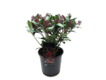 Skimmia jap. "Rubella"