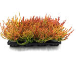 Calluna "Sunset" Zoe