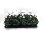 Cyclamen midi weiß