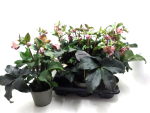 Helleborus "Ice N' Roses' rosa