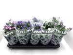 Aster n.b. Mix