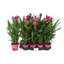 Curcuma alism. lila