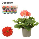 Primula obcon. orange