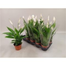 Spathiphyllum "Alana"